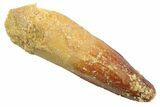 Juvenile Fossil Spinosaurus Tooth - Real Dinosaur Tooth #354828-1